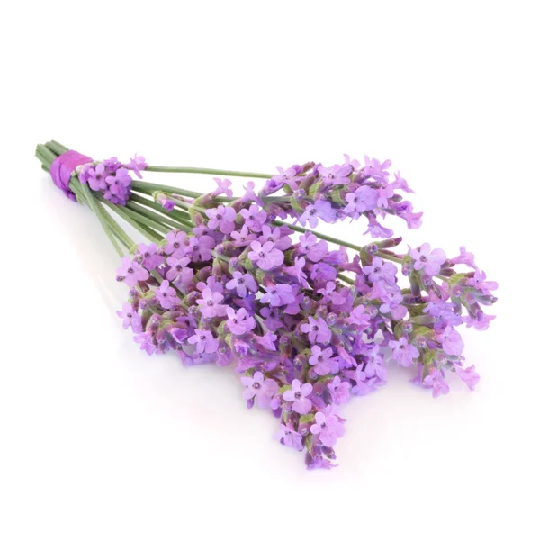 Lavendel ört blomma bukett — Stockfoto