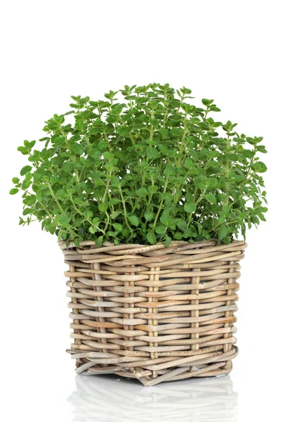 Planta de ervas de orégano — Fotografia de Stock
