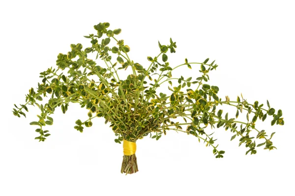 Liści tymianku ziele — Zdjęcie stockowe