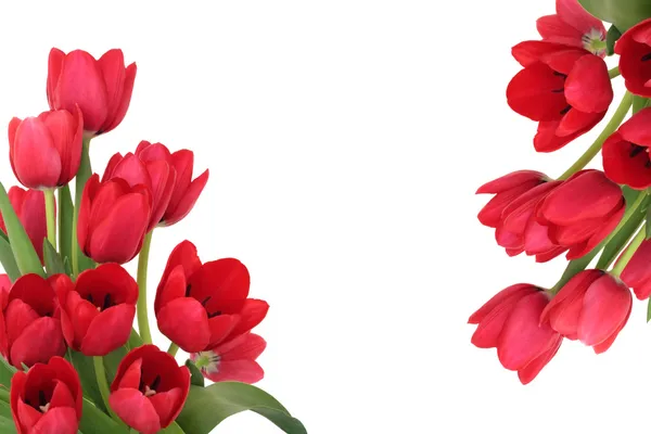Red tulip flower gränsen — Stockfoto