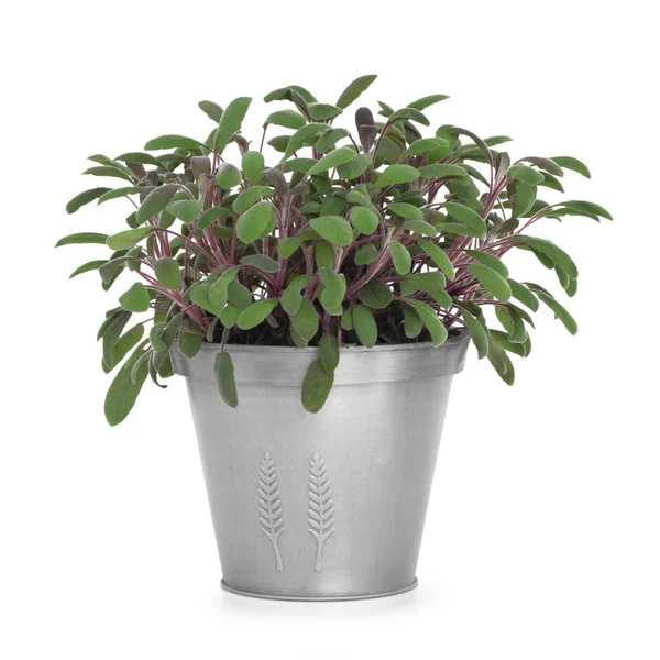 Sage Herb Plant — Stock Photo, Image