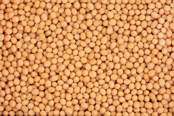Soya Beans — Stock Photo, Image