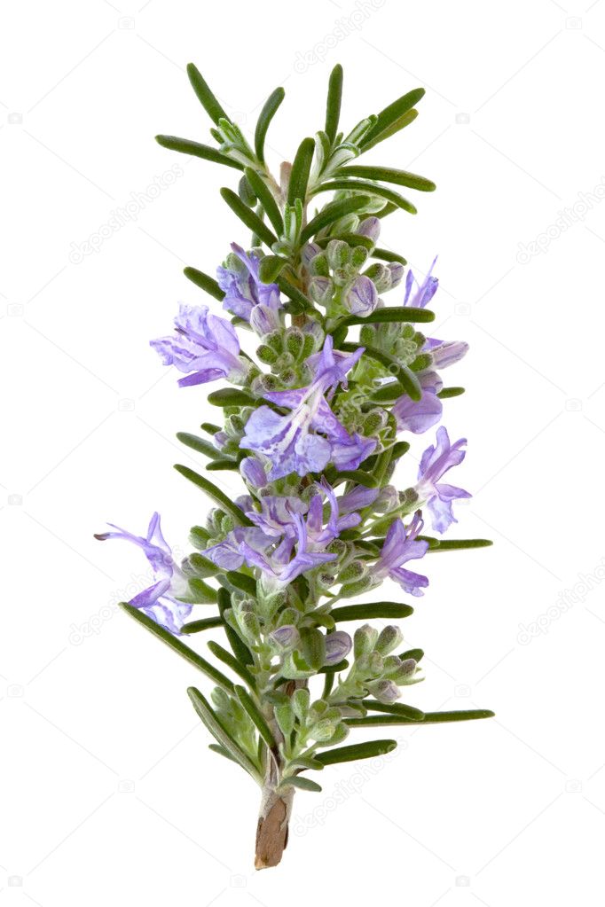 Rosemary Herb Flowers