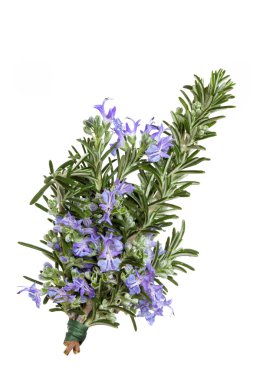 Rosemary Herb in Flower clipart
