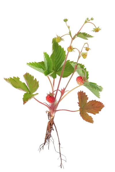 Wild Strawberry Plant — Stock Photo, Image