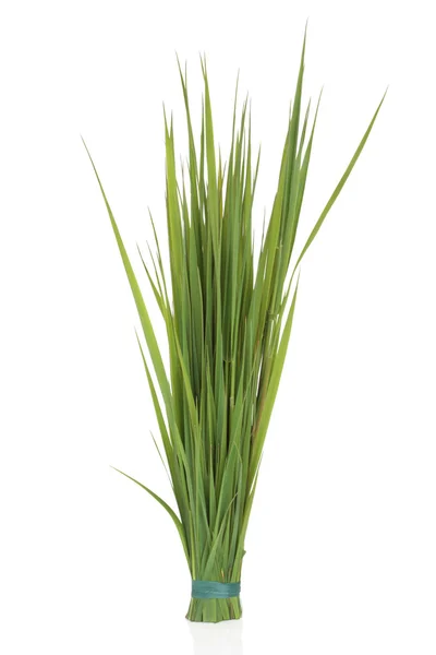 Жито трави — стокове фото