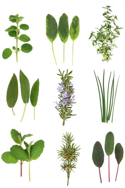 Selección de hojas de hierbas — Foto de Stock