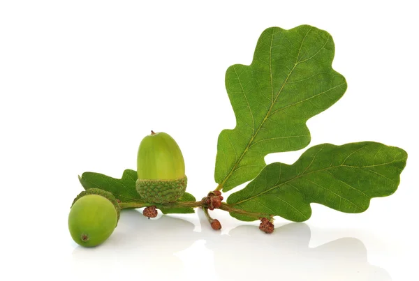Желудь и дуб Leaf Sprig — стоковое фото