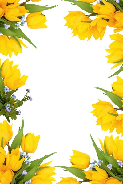 Spring Flower Frame — Stock Photo, Image
