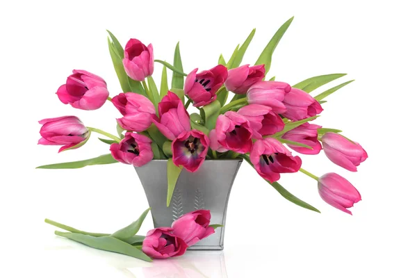 Fiori di tulipano rosa — Foto Stock