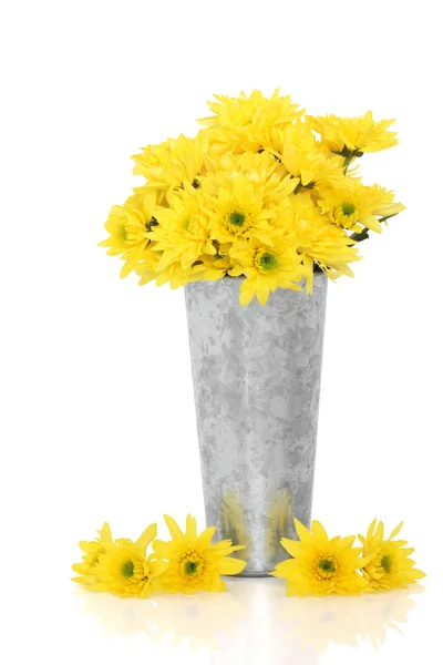 Chryzantéma květ krása — Stock fotografie
