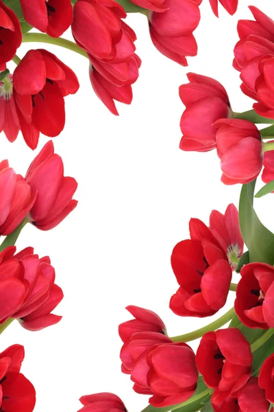 赤いチューリップ花の抽象的な — ストック写真