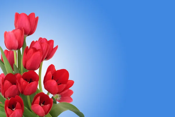 Červené tulipánové květiny — Stock fotografie