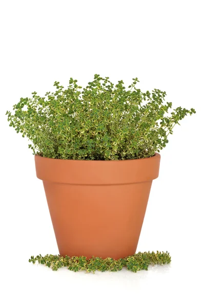 stock image Thyme Herb Plant