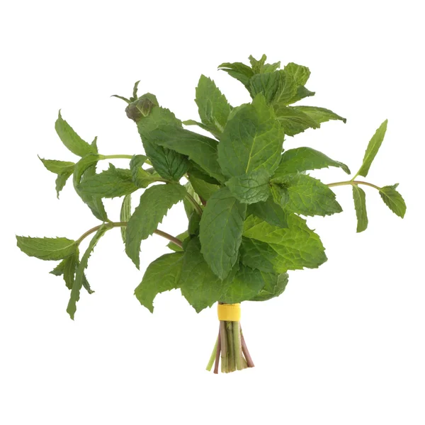 Lemon Balm Herb — Stock Photo, Image