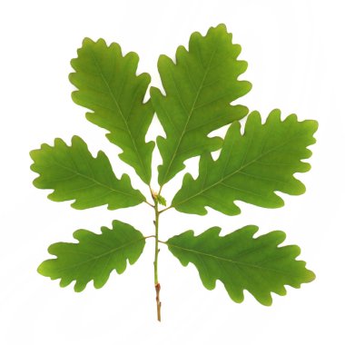 Oak Leaf Sprig clipart