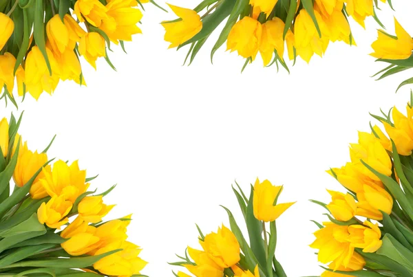 チューリップの花のボーダー — ストック写真