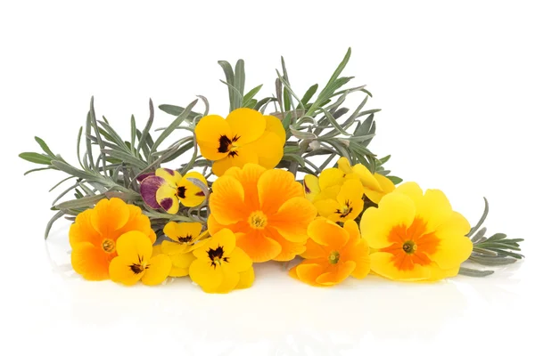 Lavanta ot ve viyola çiçekler — Stok fotoğraf