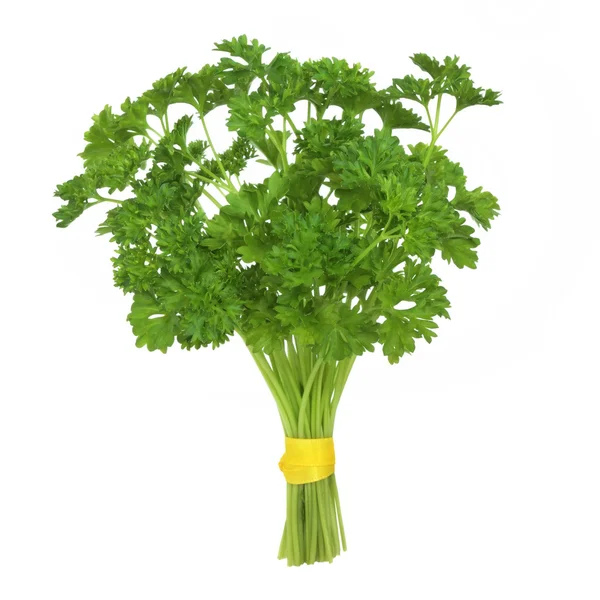 Parsley Herb Plant — Stock Photo, Image