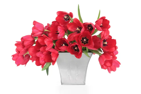 Tuilp czerwone kwiaty — Zdjęcie stockowe