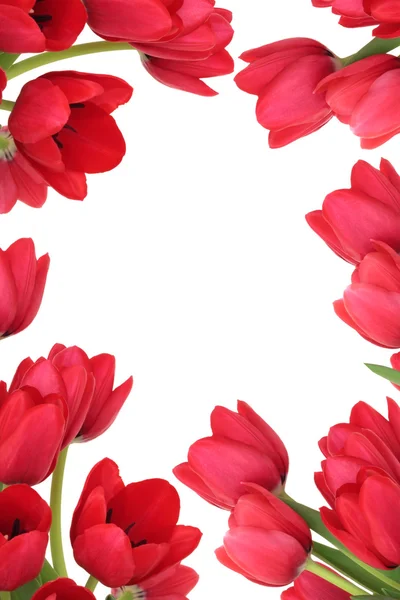 郁金香花卉抽象 — 图库照片