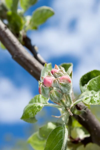 Apfelblütenknospe — Stockfoto