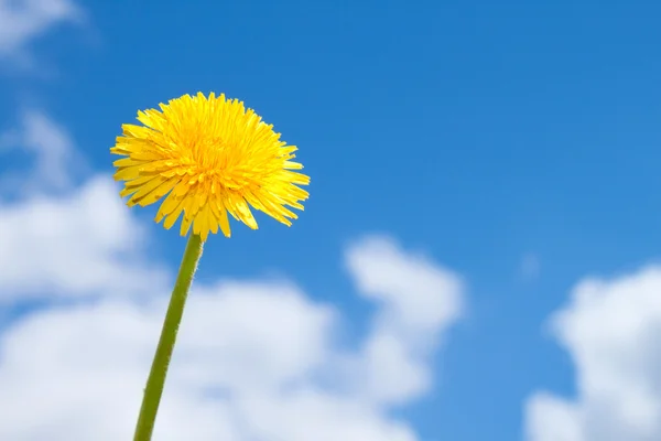 Spring flower on blue sky — Stock Photo, Image