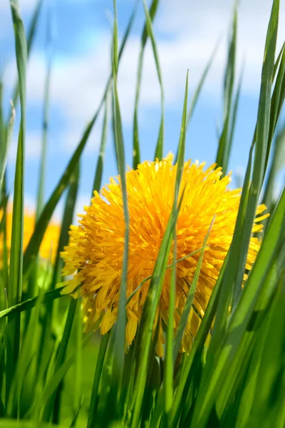 Flor de primavera na grama — Fotografia de Stock