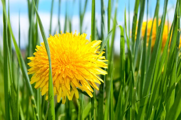 Voorjaar bloem in gras — Stockfoto