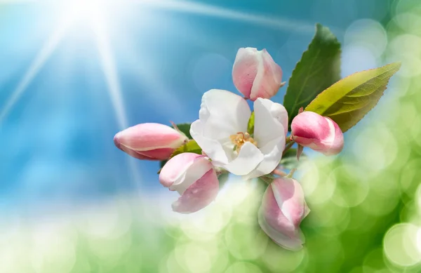 Tavaszi virág háttér — Stock Fotó