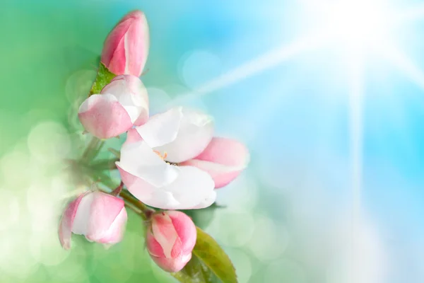 Primavera flor fondo — Foto de Stock
