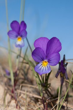 Wild pansy. clipart