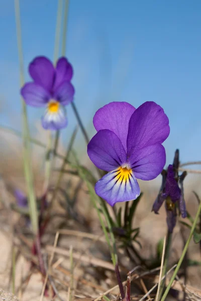 stock image Wild pansy.