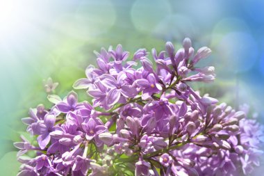 Lilac flowers clipart