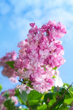 Lilac flowers clipart