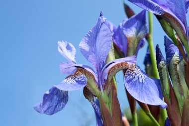 Iris çiçekler