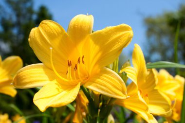 Yellow lily flowers clipart