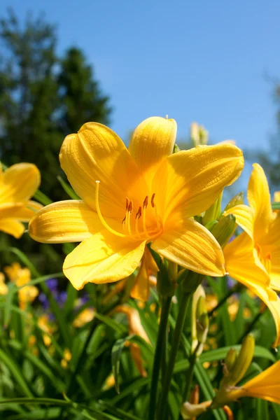 Kwiaty lilia żółta — Zdjęcie stockowe