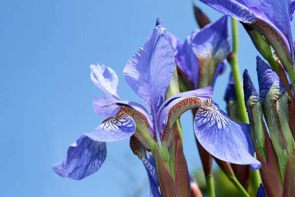 Iris blomster - Stock-foto