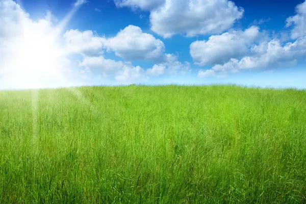 Field of grass — Stock Photo, Image