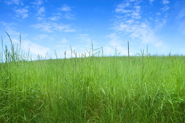 Поле травы — стоковое фото