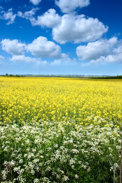 Rape seed field in summer — Stock Photo, Image