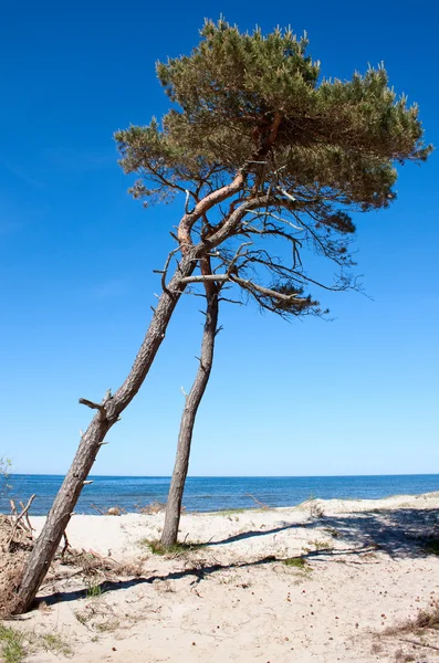 Pine tree at the beach — Stock Photo, Image
