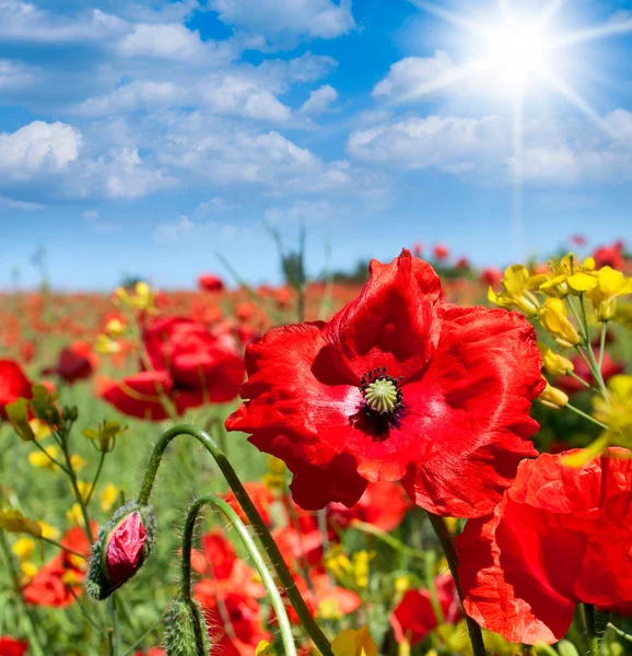 Divoký mák Květiny — Stock fotografie
