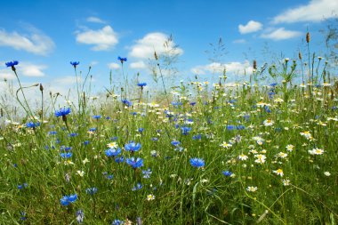 Summer flowers field clipart