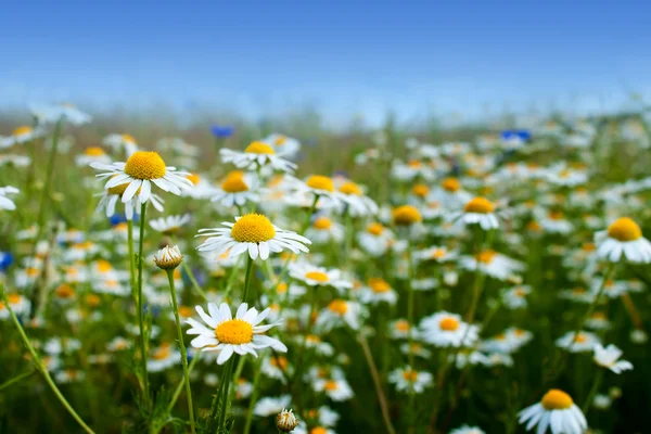 stock image Marguerite daisy flowers