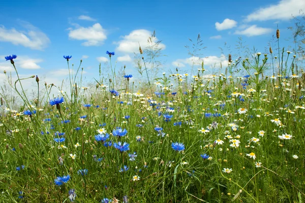 Zomer bloemen veld — Stockfoto