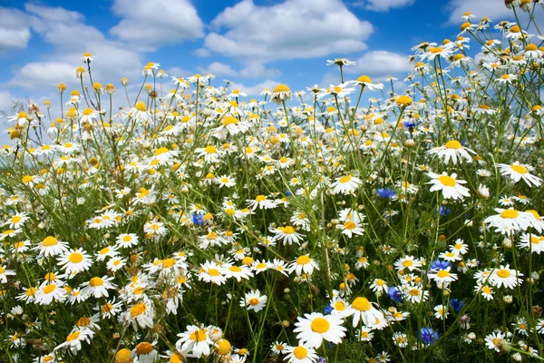 Sommar blommor fält — Stockfoto