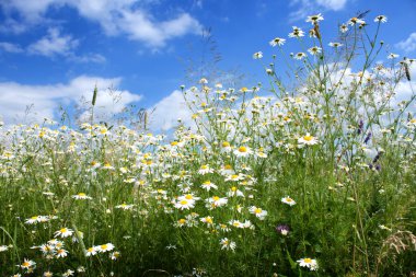 Marguerite daisy flowers clipart