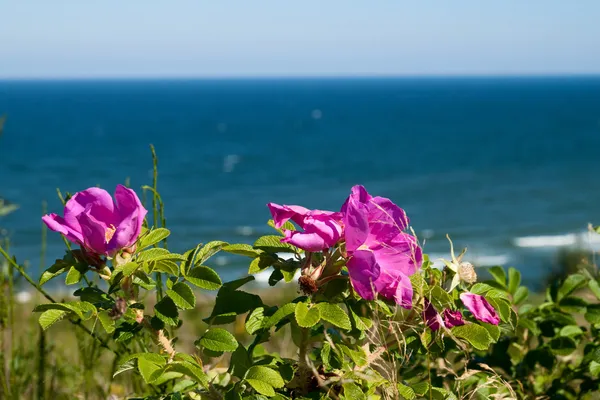 Wild Rose flowers — Stock Photo, Image